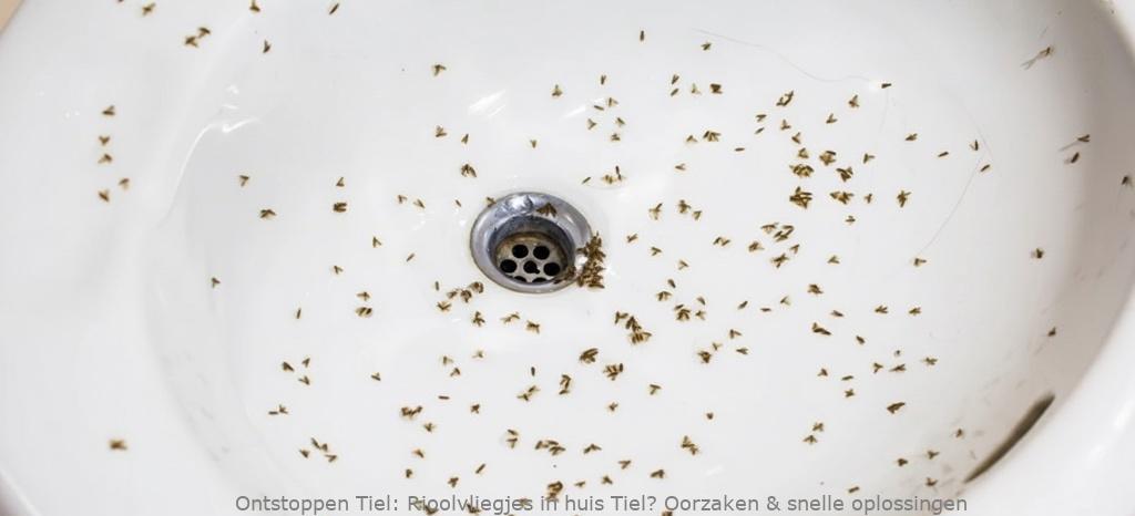 Rioolvliegjes in huis Tiel? Oorzaken & snelle oplossingen